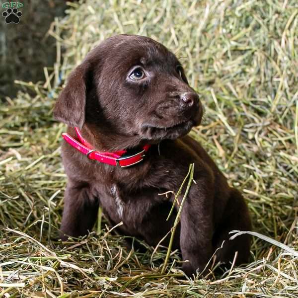 Pink, Chocolate Labrador Retriever Puppy